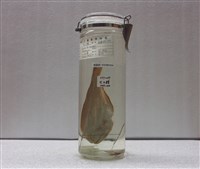 藏品(大口鰜)的圖片